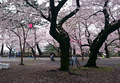 小倉城の桜